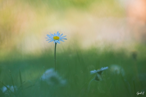 2020-06-27/CarpoDingo
CarpoDingo [Flore et Botanique]
