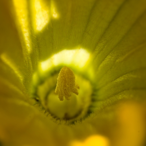 2020-08-01/ berzip
berzip [Flore et Botanique]
