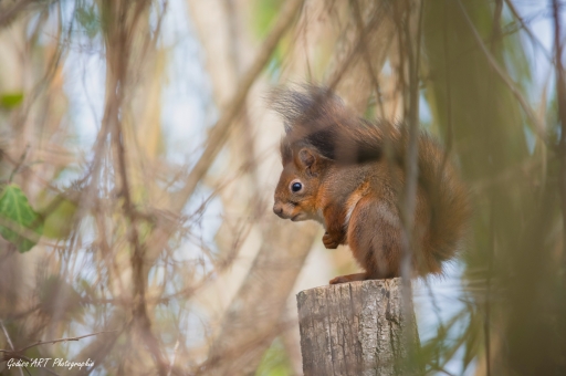 2020-10-13/ CarpoDingo
CarpoDingo [Faune sauvage]
