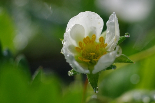 2013-05-15/sorcier
sorcier [Fleurs]
