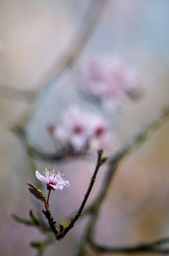 2021-03-22/TOFTOF
TOFTOF [Flore et Botanique]
