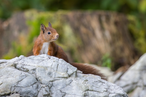 2021-10-20/ ASM
ASM [Faune sauvage]
