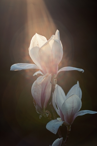 2022-04-20/TOFTOF
TOFTOF [Flore et Botanique]
