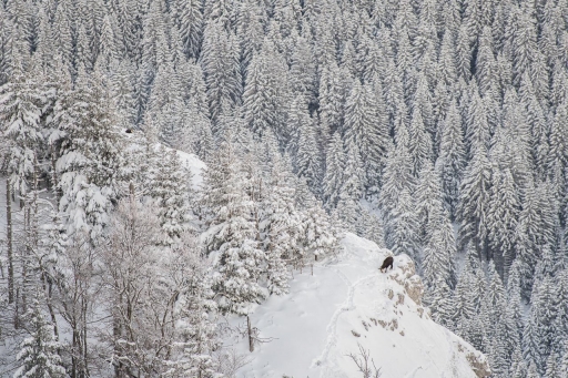 2023-02-01/ASM
ASM [Faune sauvage]
