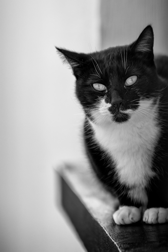 2023-11-17/ berzip
berzip [Animaux domestiques ou captifs]
