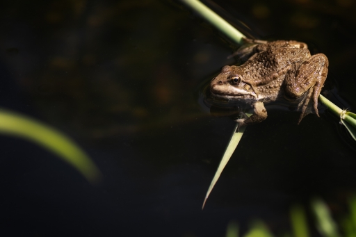 2024-05-15/TOFTOF
TOFTOF [Faune sauvage]
