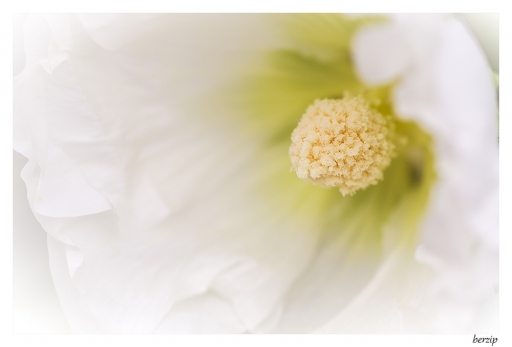 2014-06-17/berzip
berzip [Fleurs]
