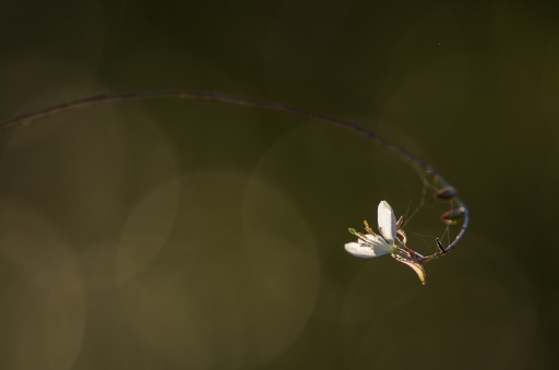 2017-03-07/ LeBernard
LeBernard [Flore et Botanique]
