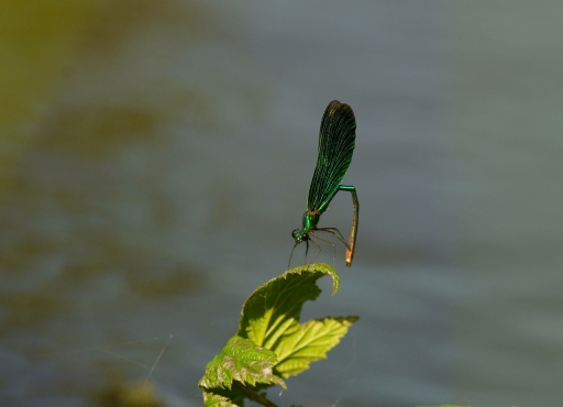 2021-07-21/ papy57
papy57 [macro et proxiphotographie nature]
