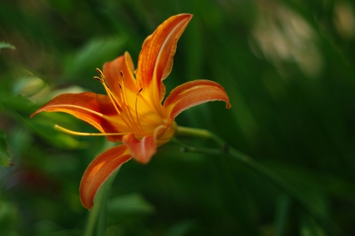 2013-07-17 /sorcier
sorcier [Fleurs]
