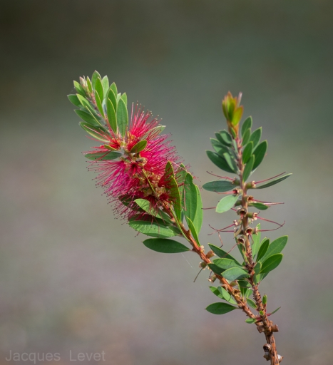 2021-09-15/Pech_les oies
Pech_les oies  [Flore et Botanique]
