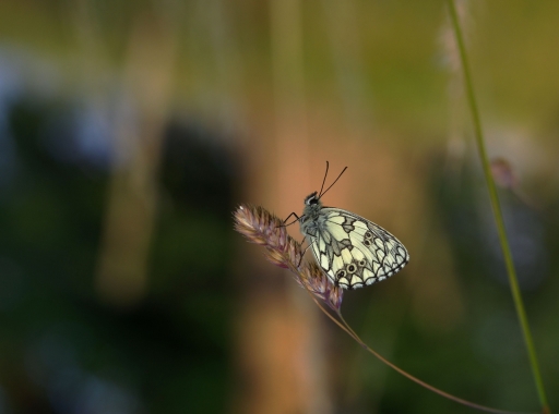 2022-06-21/papy57
papy57 [Macro et proxiphotographie nature]
