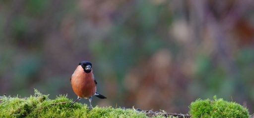 2020-01-03/ papy57
papy57 [Faune sauvage]
