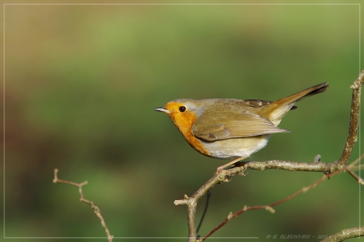 2014-12-31 / torr penn
torr penn [Faune sauvage]
