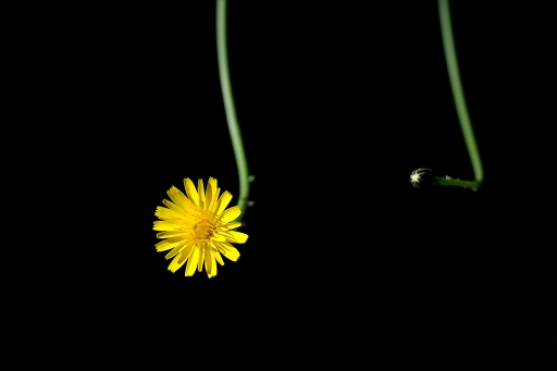 2018-01-09/BeoNeo
BeoNeo/[Flore et Botanique]
