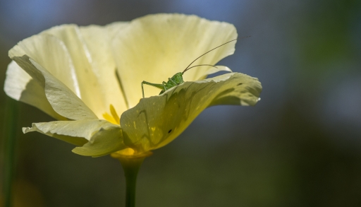 2016-08-03/Lebernard
LeBernard [Macro et proxiphotographie nature]
