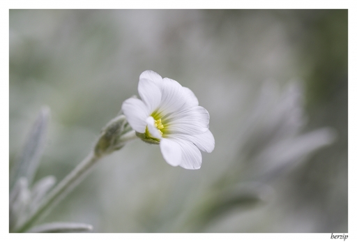 2014-06-03/berzip
berzip [Fleurs]
