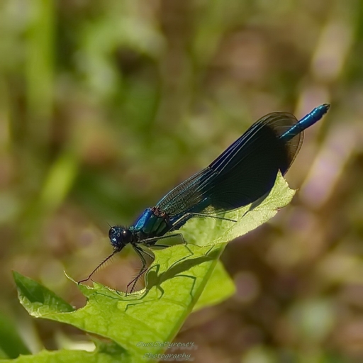 2016-07-01/OursDePyrene
OursDePyrene [Macro et proxiphotographie nature]
