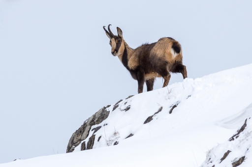 2018-01-03/degun13113
degun13113 [Faune sauvage] 
