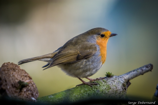 2018-06-19 /SerDeber
SerDeber [Faune sauvage] 
