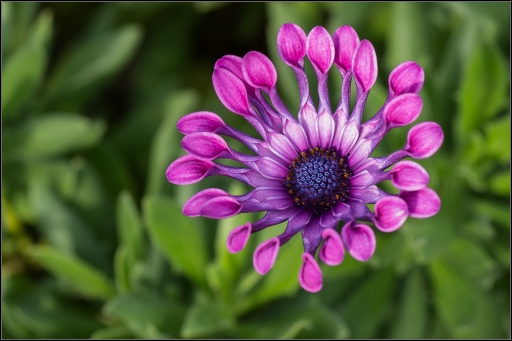 2013-10-16 / jp49
jp49 [Fleurs]
