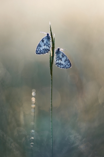 2019-06-19/donlope01
donlope01  [Macro et proxiphotographie nature]
