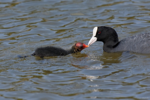 2022-05-26/Patrice78
Patrice78 [Faunes sauvage]
