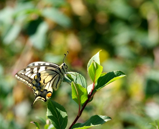 2019-09-19 / papy57
papy57 [Macro et proxiphotographie nature]
