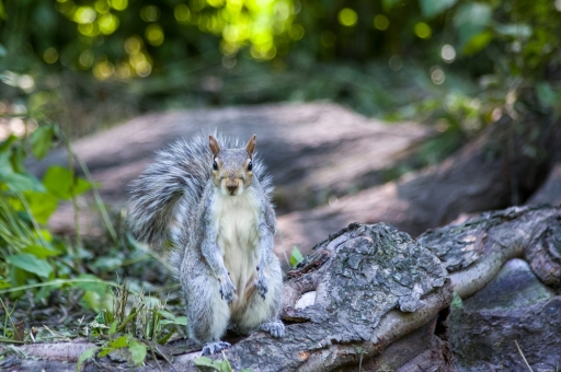 2022-12-20/Mickmac
Mickmac [Faune sauvage]
