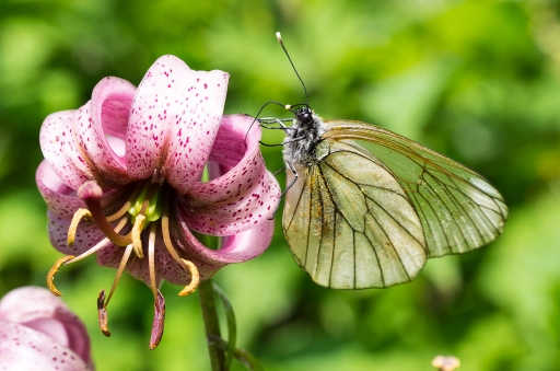 2014-07-19/fred_le_rouge
fred_le_rouge [Macro et proxy-photo]
