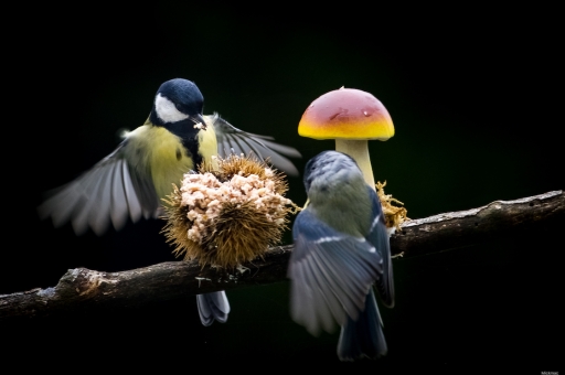 2023-10-25/Mickmac
Mickmac "Danses autour d'un champignon sous la pluie"
