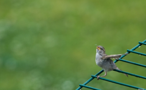 2020-06-17/ Mickmac
Mickmac [Faune sauvage]
