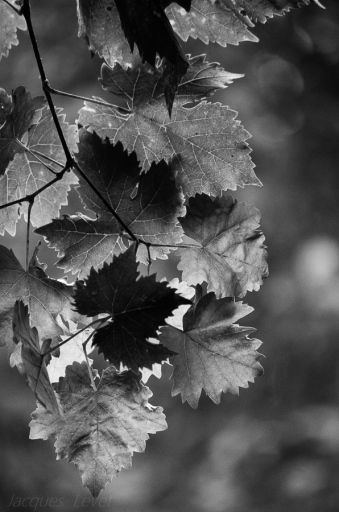 2020-10-22/ Pech_les oies
Pech_les oies [flore et Botanique]
