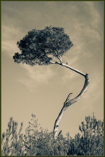 2013-01-08/ jp49
par jp49 - themes - Arbres/Forets/Vegetations
