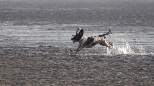 2019-02-19/ Papa
Papa [Animaux domestiques ou captifs]
