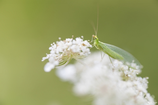 2020-07-29/ Daenelyn
Daenelyn [Macro et proxiphotographie nature]
