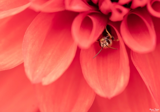 2020-10-21/Daenelyn
Daenelyn [Macro et proxiphotographie nature]
