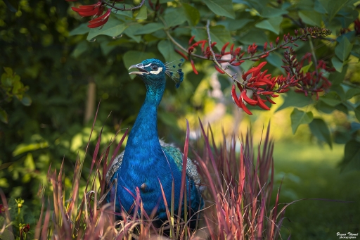 2020-10-17/Daenelyn
Daenelyn [Faune sauvage]
