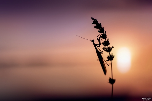 2019-09-11/Daenelyn
Daenelyn   [Macro et proxiphotographie nature]
