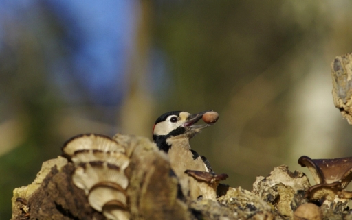2024-01-17/papy57
papy57 [Faune sauvage]
