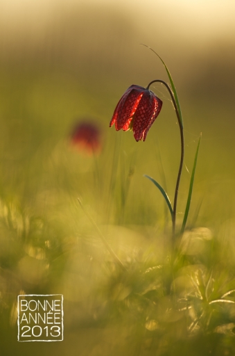 2013-01-01/ Marceline
Par Marceline - theme - Fleurs
