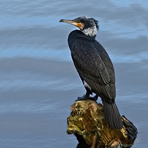 2024-03-13/OursDePyrene
OursDePyrene [Faune Sauvage]
