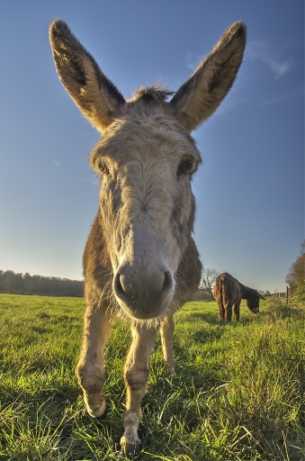 2015-08-12 / dedales
dedales [Photographie en HDR et DRI]
