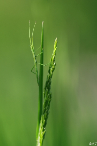 2017-06-06/CarpoDingo
CarpoDingo  [Macro et proxiphotographie nature]
