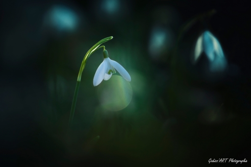 2021-05-11/CarpoDingo
CarpoDingo [Flore et Botanique]
