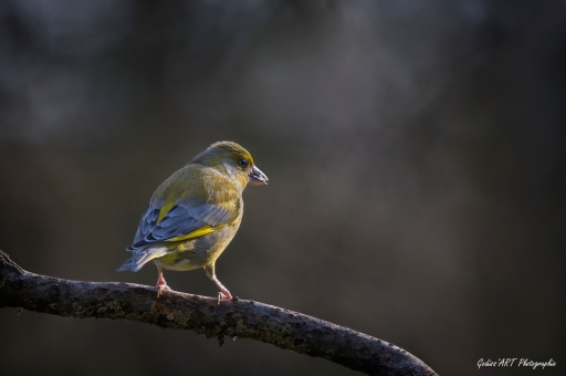 2021-07-07/CarpoDingo
CarpoDingo [Faune sauvage]
