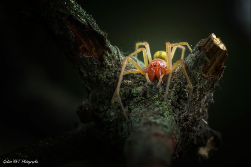 2021-08-25/CarpoDingo
CarpoDingo [Macro et proxiphotographie nature]
