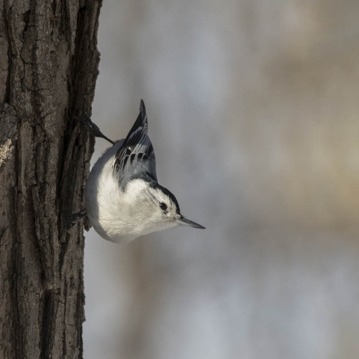 2023-11-08/K1ribou
K1ribou [faune sauvage]
