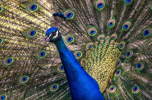 2013-04-26 / miczfr
miczfr[Animaux de la ferme]
