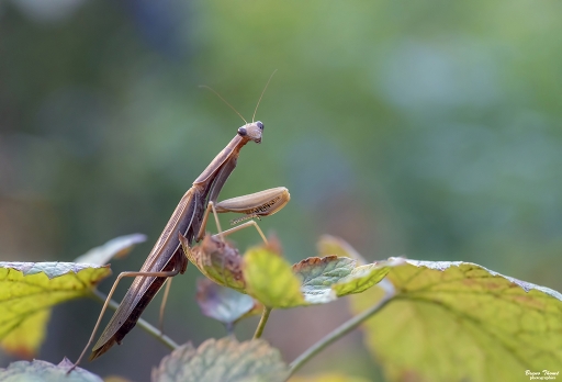 2019-09-19 / Daenelyn
Daenelyn [Macro et proxiphotographie nature]
